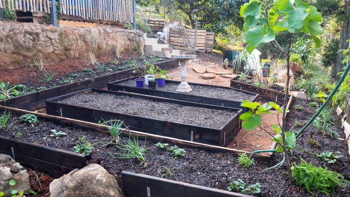 Planting up. 3 sisters bed in the middle!