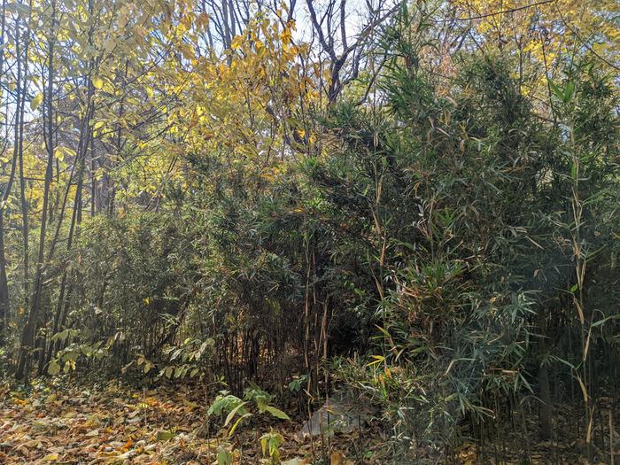 arundinaria gigantea growing in Lexington, Kentucky