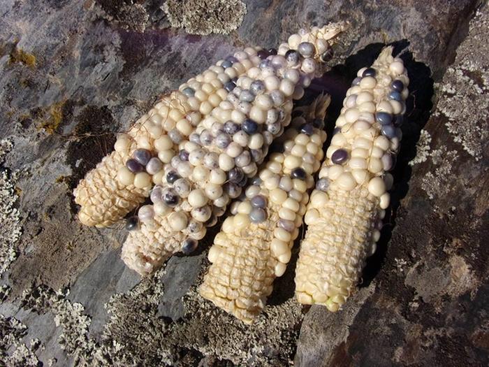 [Thumbnail for robin-s-egg-corn.jpg]