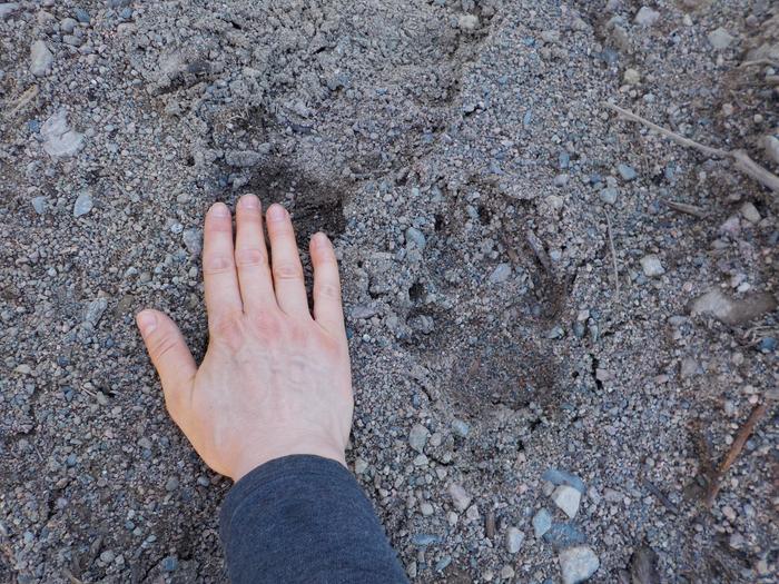 My hand next to a wolf print