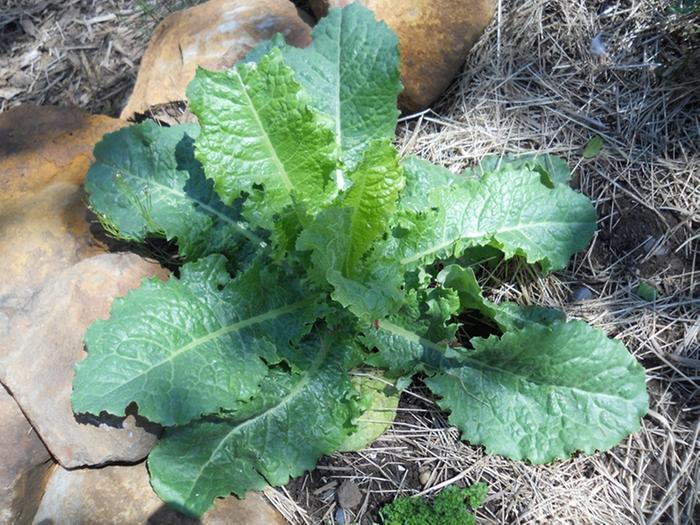 [Thumbnail for mystery-plant.jpg]
