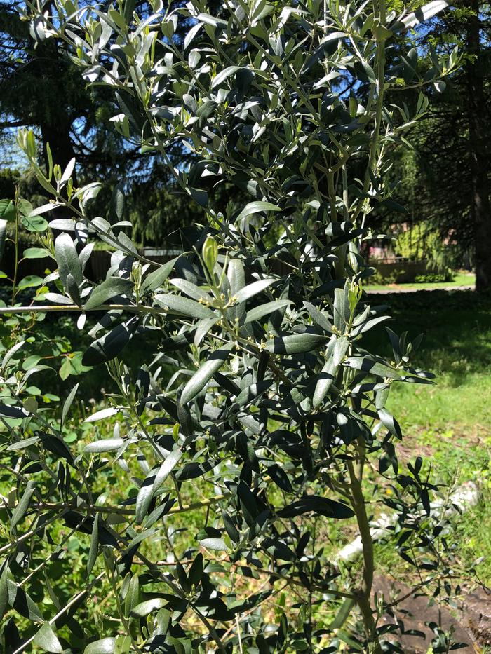 olive-tree-seascape-flowers