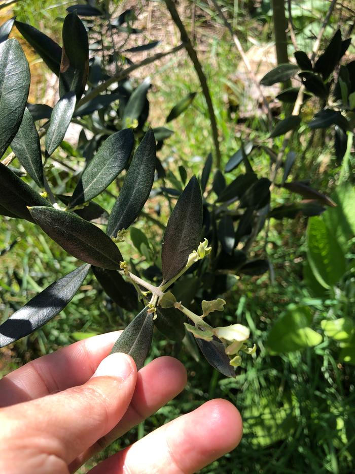 olive-tree-Universal-flowers