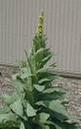 mullein