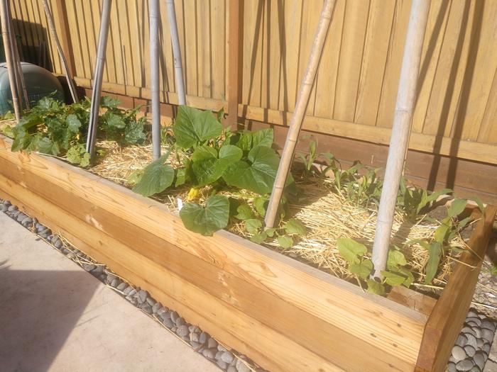 three sisters raised bed