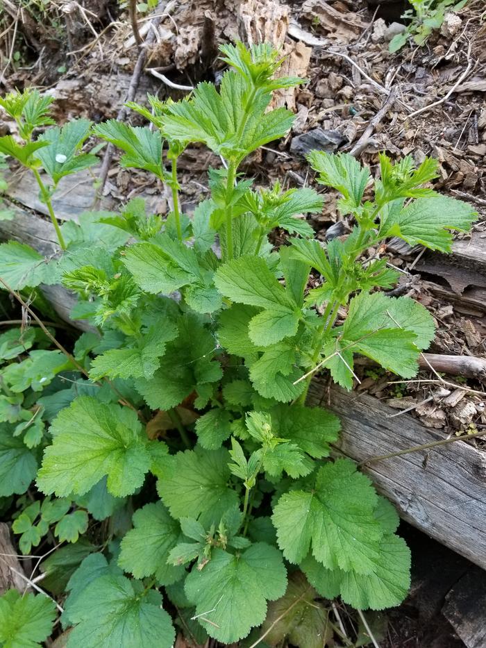 Geum Aacrophyllum, Large-leaved Avens