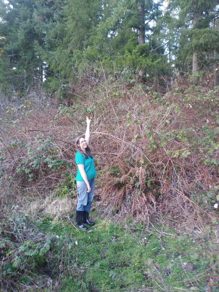 The Himalayan blackberries grow over 10' in a year. This is an impenetrable wall of blackberry. 