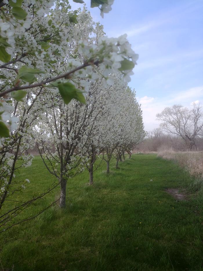 What kind of trees are these?