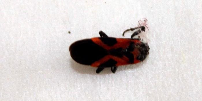[Thumbnail for bug-id.jpg]