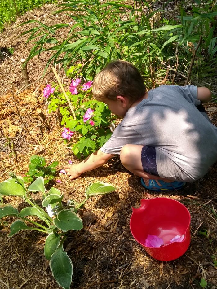 [Thumbnail for Evan-picking-roses.jpg]