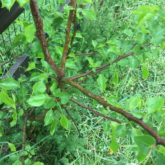 branches and leaves