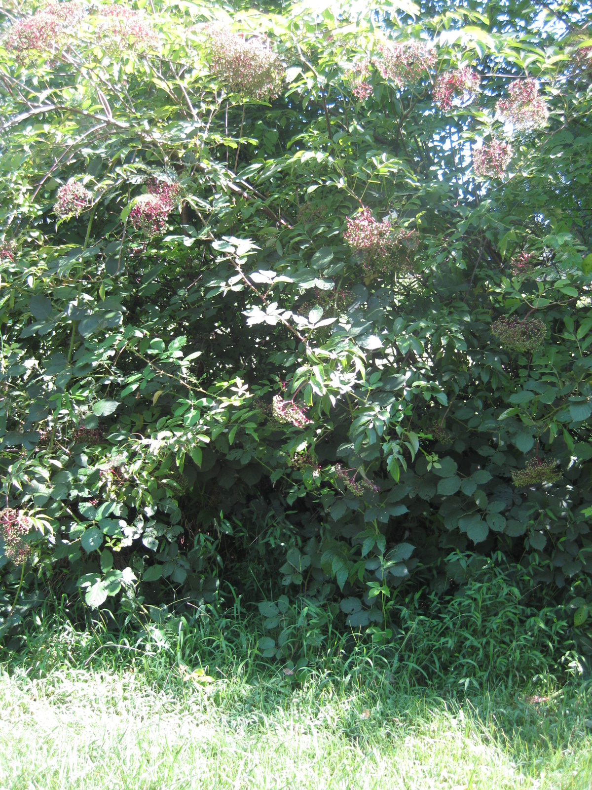 Ideas for an Elderberry guild? Harvest? (forest garden forum at permies)