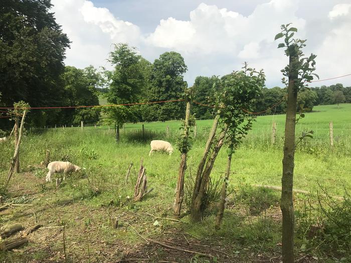 The orange string marks out the proposed fence line for the chickens