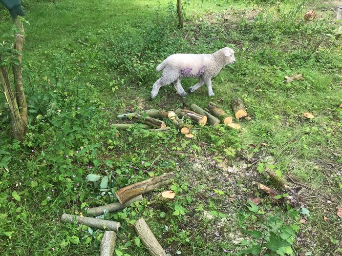 I also ended up with a fair amount of normal firewood