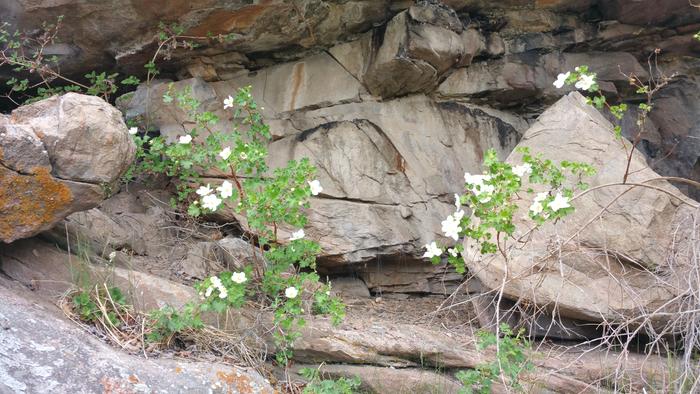 Wild Rocky Mountain Raspberry