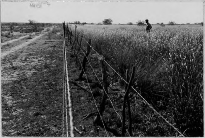 [Thumbnail for Page-_Joseph_Timothy-Page_Ranch-_Arizona_(aka-Trowbridge_Ranch)_HomesteadOrBust.com.png]
