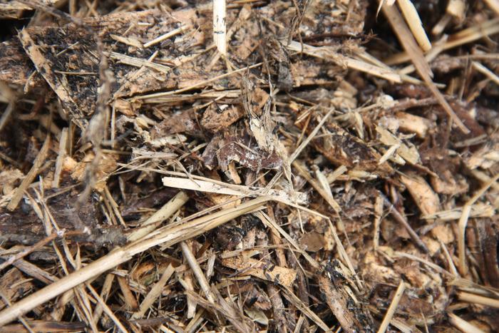 Straw decomposing by Wine Cap fungal action