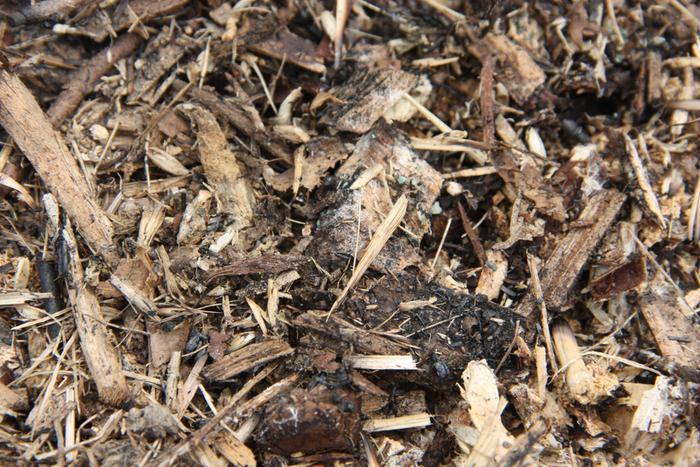 Wine Cap fungal strands just under the surface of wood chips