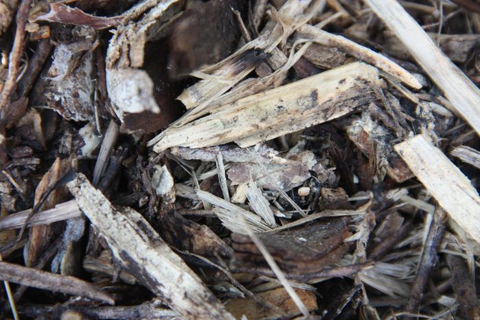 White strands of fungi growing in wood chips