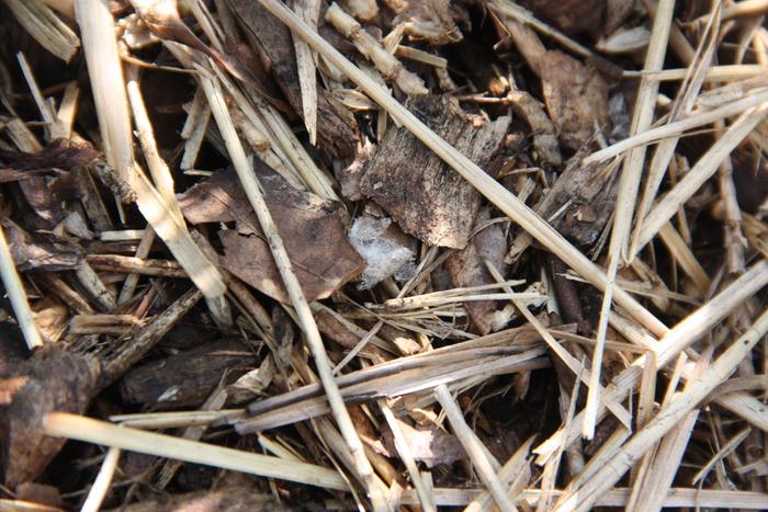 Strands of mycelium growing in straw