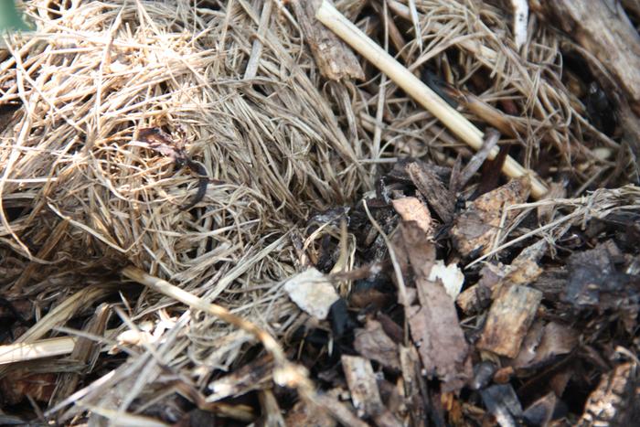 chip, straw, mycelium interface