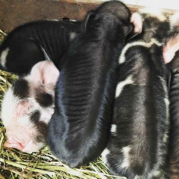 Bacon bits! (pigs forum at permies)