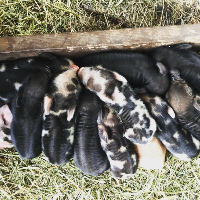 Bacon bits! (pigs forum at permies)