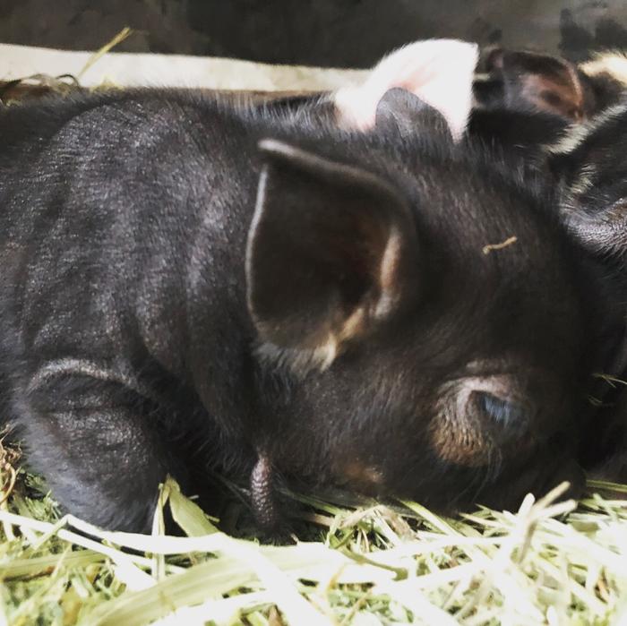 Bacon bits! (pigs forum at permies)