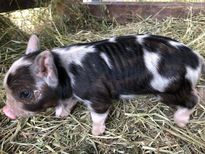 [Thumbnail for 1F35FEA6-1EF3-47E7-9F9E-5366224577AC.jpeg]