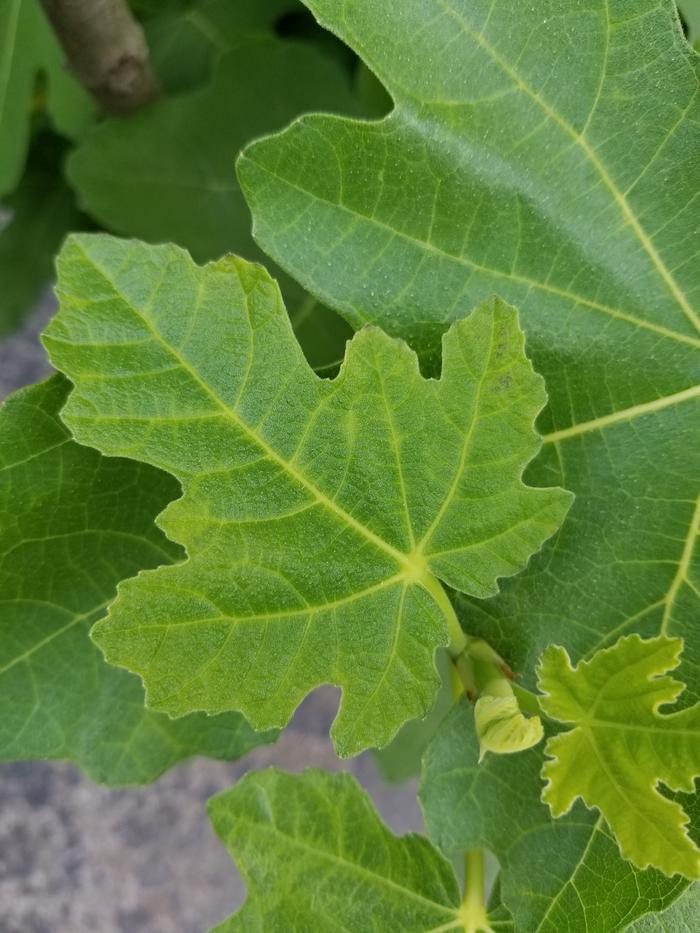 [Thumbnail for 20180613_063335.jpg]