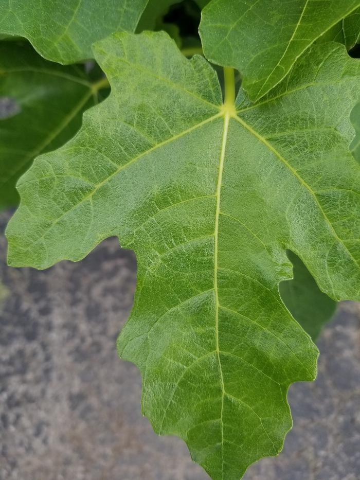 [Thumbnail for 20180613_063332.jpg]