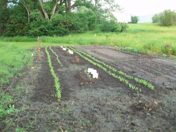 [Thumbnail for 004.JPG]