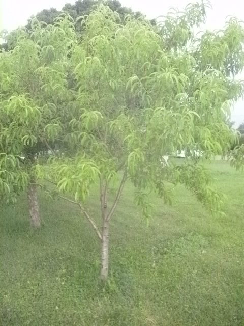 [Thumbnail for (1)-June-2018-healthy-peach-tree-but-sparse-fruit.JPG]