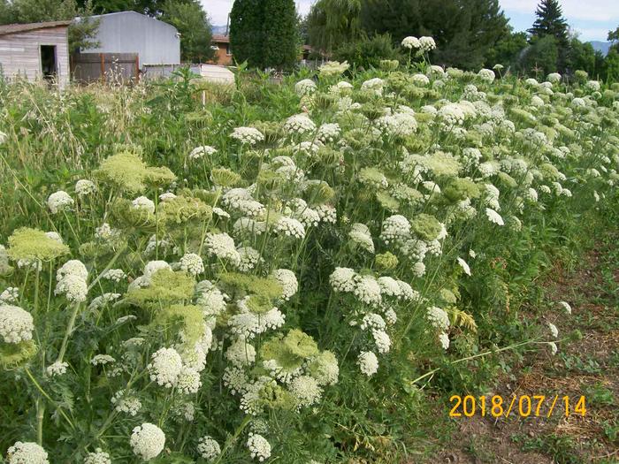 [Thumbnail for carrot-seed-production.jpg]