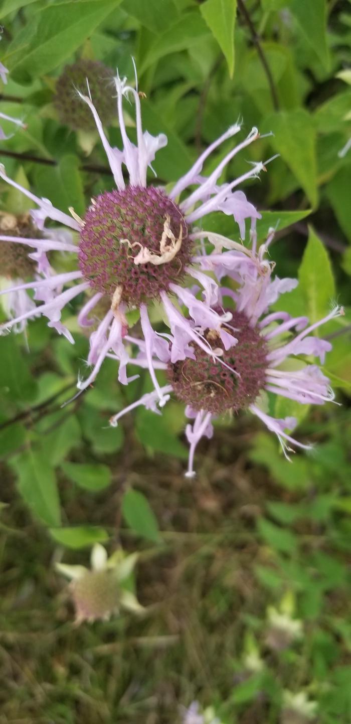 beebalm (Monarda fistulosa)