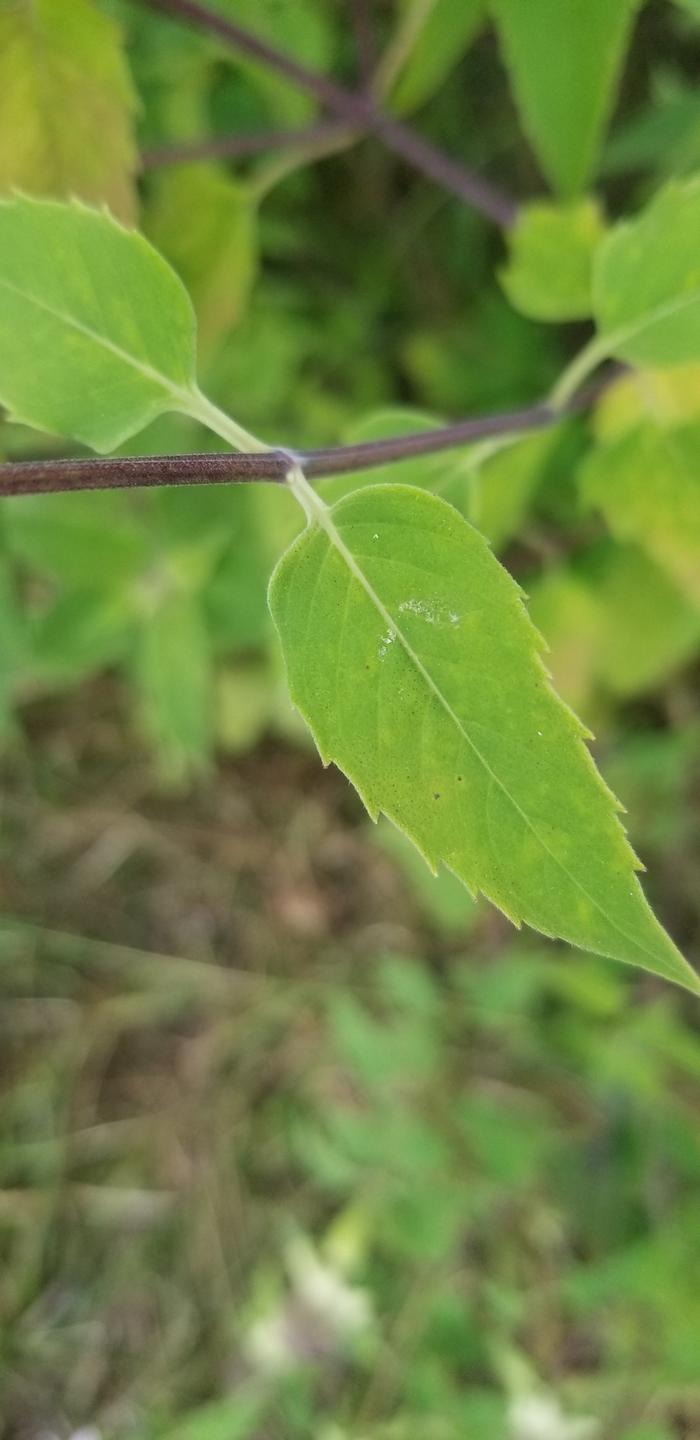 beebalm (Monarda fistulosa) leaf