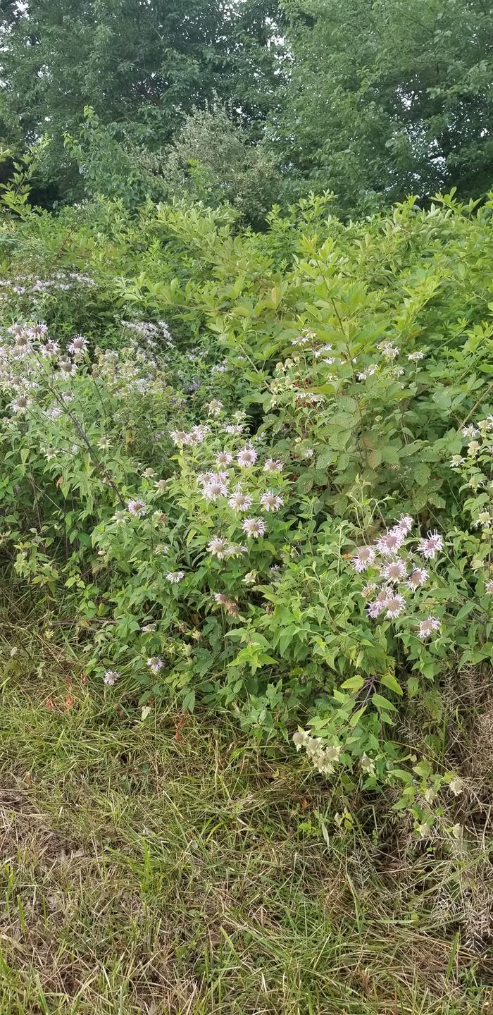 beebalm (Monarda fistulosa)