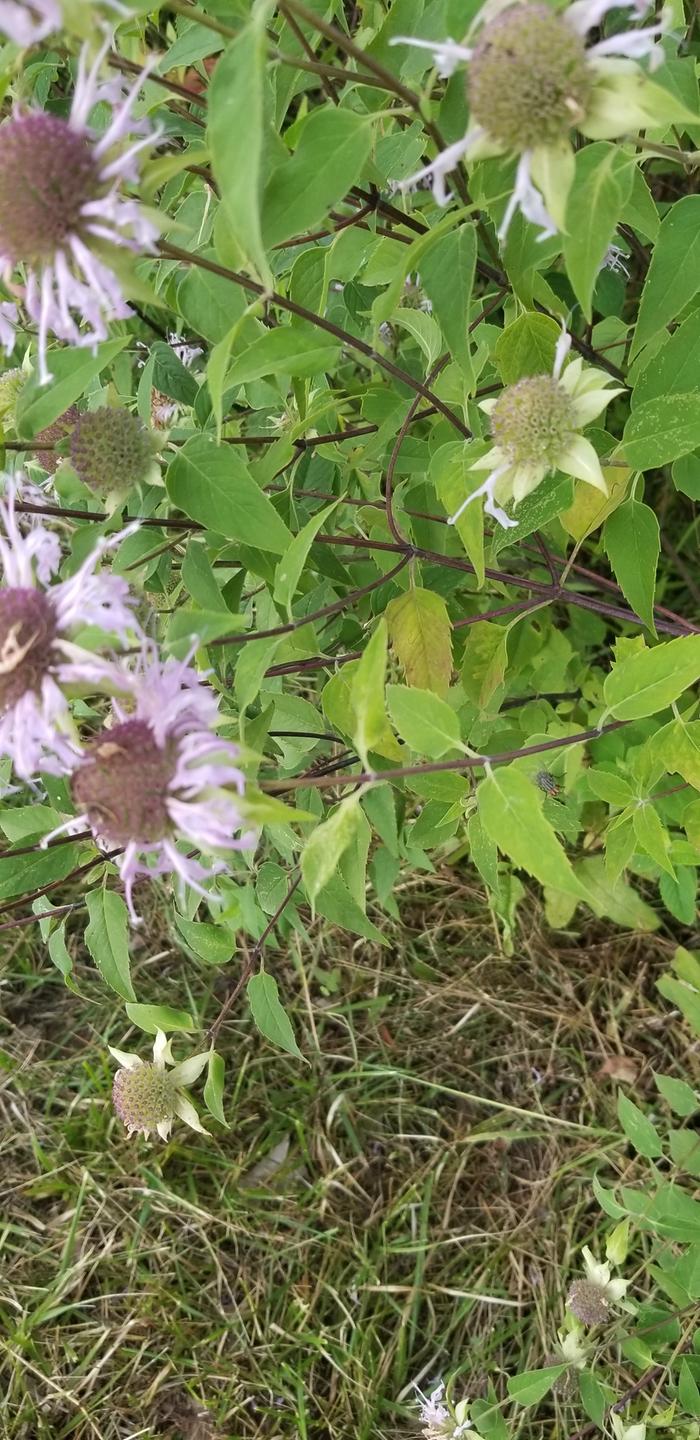 beebalm (Monarda fistulosa)