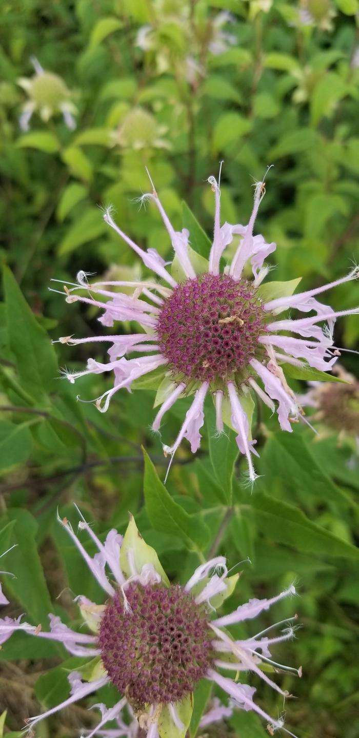 beebalm (Monarda fistulosa)