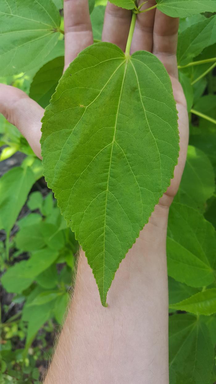 leaf