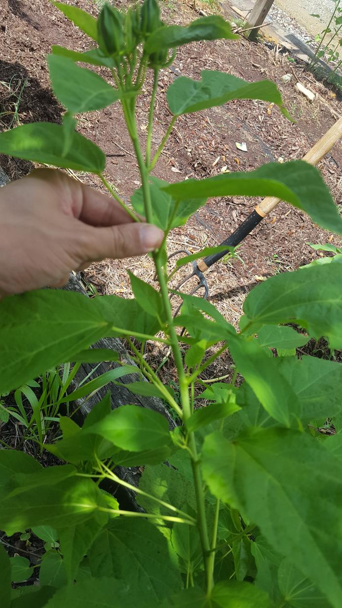 stem is smooth, buds forming at the upper nodes