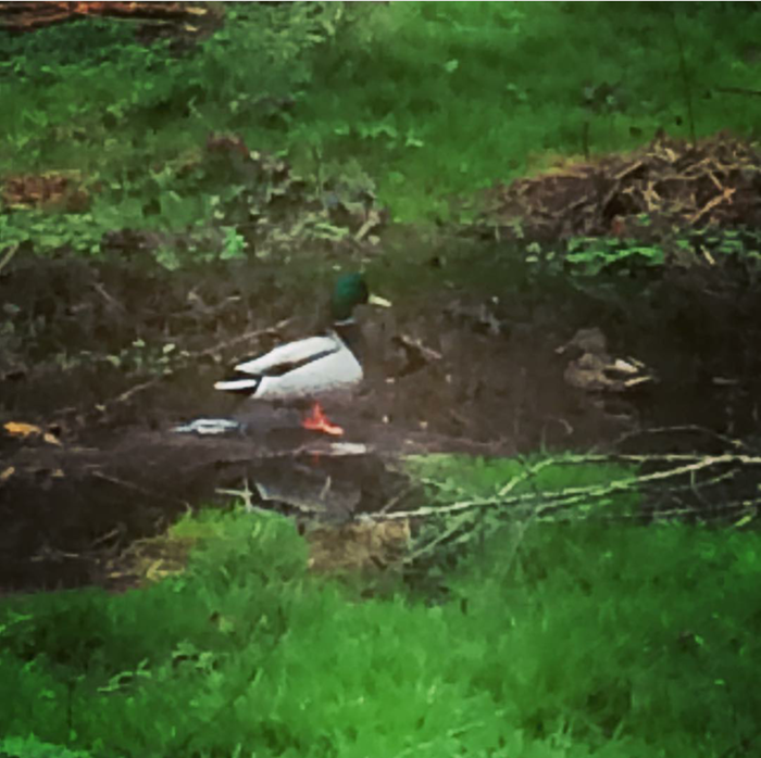 [Thumbnail for Screenshot_2018-07-24-13-23-00_1_kindlephoto-1418628.png]