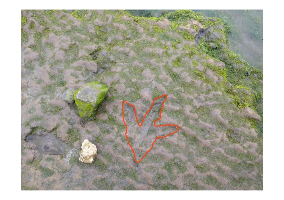 Dinosaur footprint Skye Beach