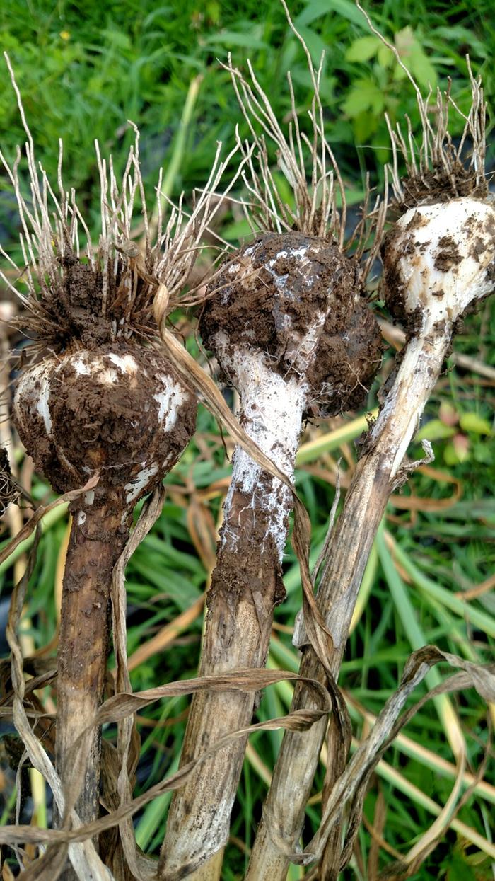 white rot on garlic bulbs