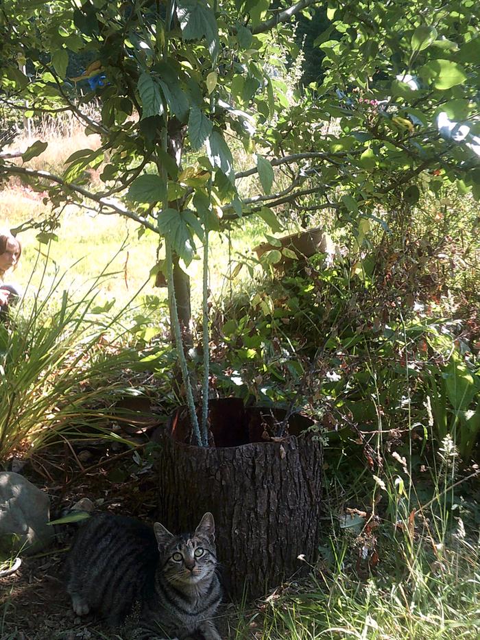 One of the cats that likes to climb the tree, and the black cap raspberry, which is 9 feet tall!