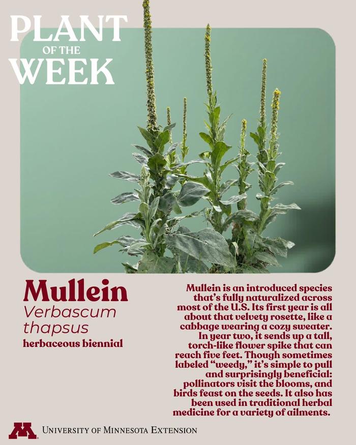 On mullein