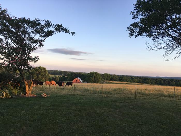 cows-grazing-field-meadow