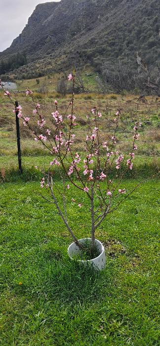 Stone grown clingstone Golden Queen peach planted in 2020