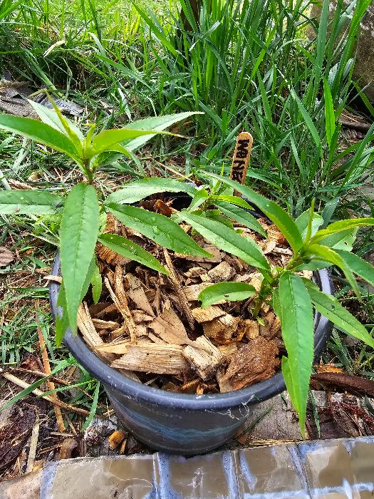 Peach seedlings ready for repotting