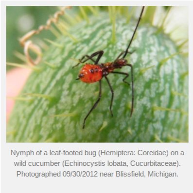 [Thumbnail for Leaf-footed-bug-nymph.png]